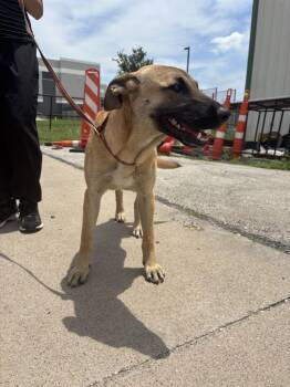 Zya -  Belgian Shepherd Malinois Dog for Adoption in Sunnyvale, Texas - Zya | PetCurious