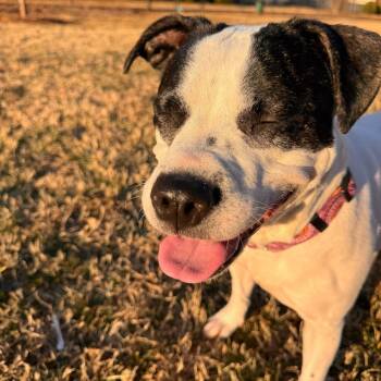 Pit Bull Terrier Dogs Available for Adoption in Winston-salem, North Carolina - Trudy | PetCurious