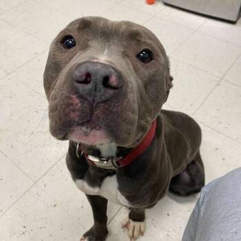 Mixed Breed Dogs Available for Adoption in Davenport, Iowa - Missed Opportunity | PetCurious
