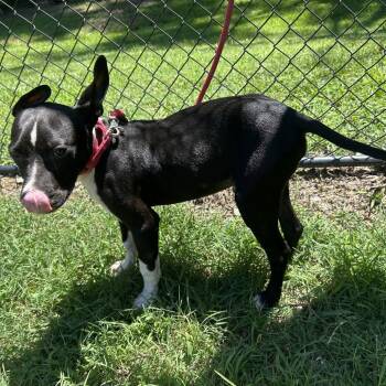(Found) Kai -  Pit Bull Terrier and Mixed Breed Dog for Adoption in Cabot, Arkansas - (Found) Kai | PetCurious