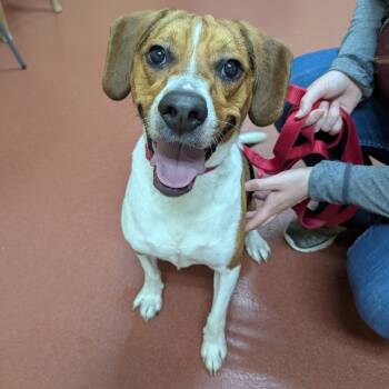 Rescue Beagle and Coonhound Dogs for Adoption in Accident, Maryland - Ranger | PetCurious