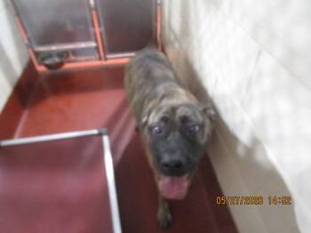 Presa Canario and Labrador Retriever Dogs Available for Adoption in Marietta, Georgia - Sadie (53) | PetCurious