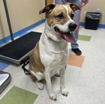 Shepherd and Rottweiler Dogs Available for Adoption in Sioux City, Iowa - Mya | PetCurious
