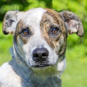 Cattle Dog and Miniature Pinscher Dogs Available for Adoption in South Elgin, Illinois - Karl | PetCurious