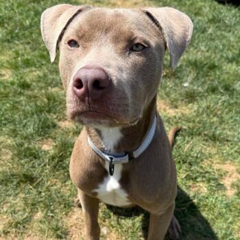 Yogi -  Pit Bull Terrier Dog for Adoption in Harrisonburg, Virginia - Yogi | PetCurious