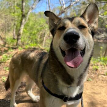 Husky Dogs Available for Adoption in Charlottesville, Virginia - Nora | PetCurious