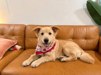 Mazie Maybell Professional Cuddle Bug -  Great Pyrenees and Yellow Labrador Retriever Dog for Adoption in Friendswood, Texas - Mazie Maybell Professional Cuddle Bug | PetCurious