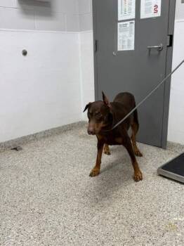 Ava -  Doberman Pinscher Dog for Adoption in Gastonia, North Carolina - Ava | PetCurious