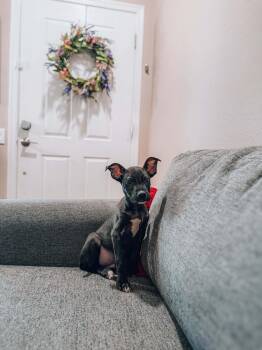 Max -  Terrier Dog for Adoption in Goodyear, Arizona - Max | PetCurious