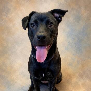SUNNY - FOSTER OR ADOPTER NEEDED -  Black Labrador Retriever Dog for Adoption in Largo, Florida - SUNNY - FOSTER OR ADOPTER NEEDED | PetCurious