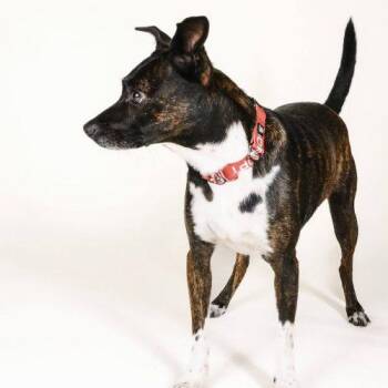 Simba 5661 D -  Rat Terrier and Mixed Breed Dog for Adoption in Frankfort, Kentucky - Simba 5661 D | PetCurious
