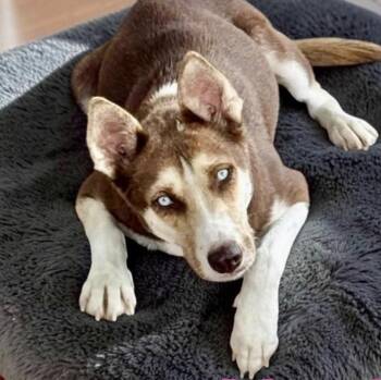 Alaska -  Husky and Australian Shepherd Dog for Adoption in Austin, Texas - Alaska | PetCurious