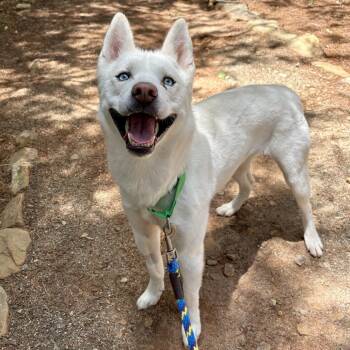 Calypso -  Husky Dog for Adoption in Waynesville, North Carolina - Calypso | PetCurious