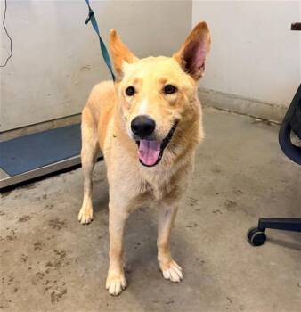 TAWNY -  German Shepherd Dog and Mixed Breed Dog for Adoption in Camarillo, California - TAWNY | PetCurious