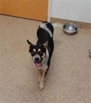 LULU -  Australian Cattle Dog Blue Heeler and Mixed Breed Dog for Adoption in Albuquerque, New Mexico - LULU | PetCurious