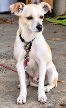Jack Jack -  Chihuahua and Jack Russell Terrier Dog for Adoption in Portland, Oregon - Jack Jack | PetCurious