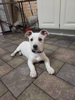 Mixed Breed Dogs Available for Adoption - Juliette (26-027 D) | PetCurious
