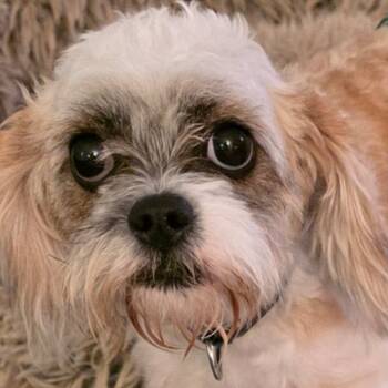 Rescue Shih Tzu Dogs for Adoption - Gage | PetCurious