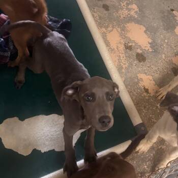 Grant -  Labrador Retriever and Mixed Breed Dog for Adoption in Starkville, Mississippi - Grant | PetCurious