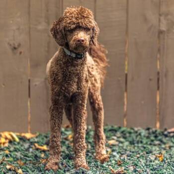 Butter up Bacon -  Mixed Breed Dog for Adoption in Decatur, Georgia - Butter Up Bacon | PetCurious