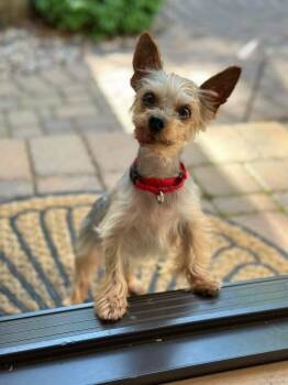 Pops -  Yorkshire Terrier Dog for Adoption in Wausau, Wisconsin - Pops | PetCurious