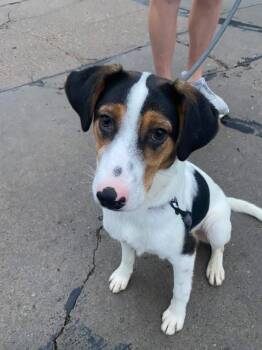 Hound Dogs Available for Adoption - Chief | PetCurious