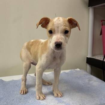 Shrimp -  Terrier and Mixed Breed Dog for Adoption in Galax, Virginia - Shrimp | PetCurious