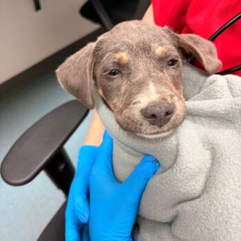 Shepherd Dogs Available for Adoption in Edinburg, Texas - Alison | PetCurious