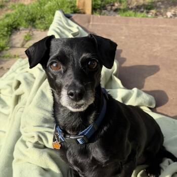 Chihuahua and Rat Terrier Dogs Available for Adoption - Clyde | PetCurious