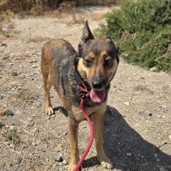 Maple* -  Cattle Dog Dog for Adoption in San Gabriel, California - Maple* | PetCurious