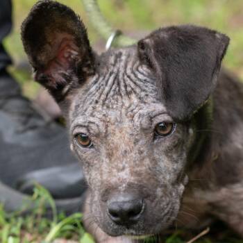 JETT-30889 -  Shepherd and Mixed Breed Dog for Adoption in Memphis, Tennessee - JETT-30889 | PetCurious