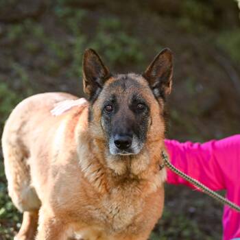 German Shepherd Dog and Belgian Shepherd Malinois Dogs Available for Adoption in Chester Springs, Pennsylvania - Lacey | PetCurious