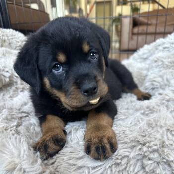 Krew -  Rottweiler Dog for Adoption in Phoenix, Arizona - Krew | PetCurious