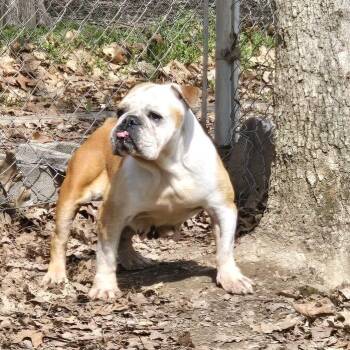 Bella -  English Bulldog Dog for Adoption in Branson, Missouri - Bella | PetCurious