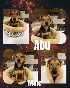 Abu -  Cattle Dog Dog for Adoption in Eugene, Oregon - Abu | PetCurious
