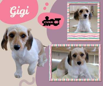 Gigi -  Dachshund Dog for Adoption in Lindsay, California - Gigi | PetCurious
