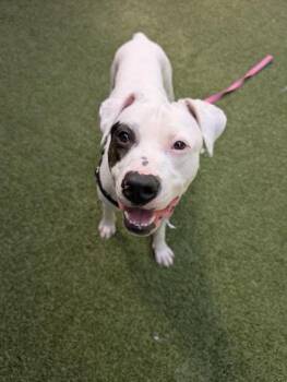 Wink -  Pit Bull Terrier and Mixed Breed Dog for Adoption in Bellevue, Washington - Wink | PetCurious