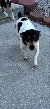 Laverne -  Chihuahua Dog for Adoption in West Palm Beach, Florida - Laverne | PetCurious