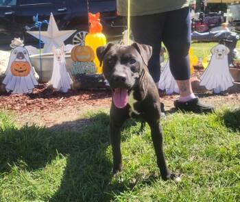 Shelby -  Labrador Retriever Dog for Adoption in Manhasset, New York - Shelby | PetCurious