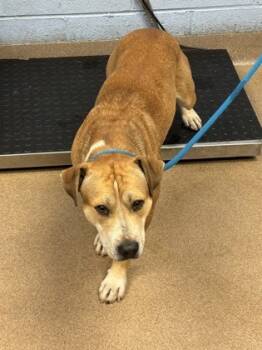 Rescue Mixed Breed Dogs for Adoption in Chamblee, Georgia - Maine | PetCurious