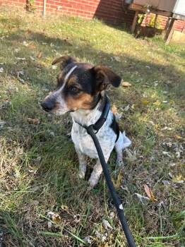 Rescue Chihuahua and Jack Russell Terrier Dogs for Adoption in Spring Hill, Tennessee - Spanky | PetCurious