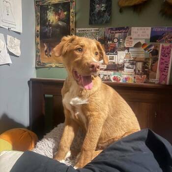 Midas -  Golden Retriever Dog for Adoption in Phoenix, Arizona - Midas | PetCurious