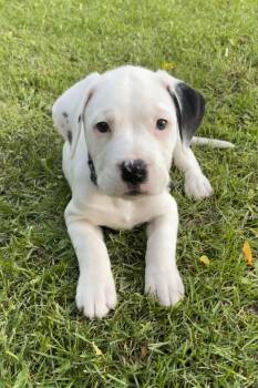 Daphne -  American Bulldog and Pit Bull Terrier Dog for Adoption in Oxford, Michigan - Daphne | PetCurious