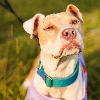 Curly Sue (20260803-03) -  Bulldog and Labrador Retriever Dog for Adoption in Niagara Falls, Ontario - Curly Sue (20260803-03) | PetCurious