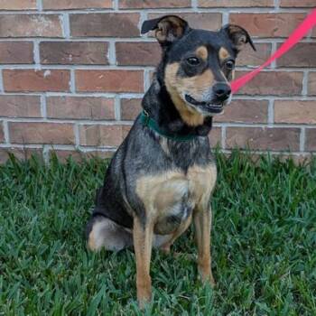 Shepherd and Terrier Dogs Available for Adoption in Wilmington Island, Georgia - Jessica Day | PetCurious