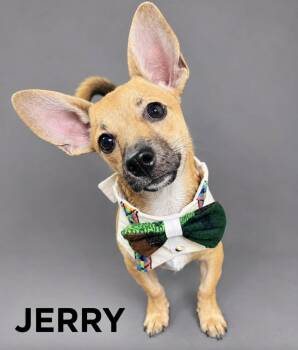 JERRY -  Chihuahua Dog for Adoption in Lucas, Texas - JERRY | PetCurious