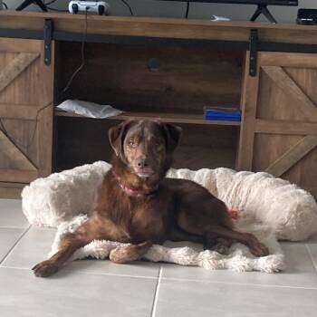 Otter Pop -  Mixed Breed Dog for Adoption in Bradenton, Florida - Otter Pop | PetCurious