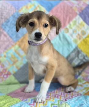 Penelope -  Chihuahua and Terrier Dog for Adoption in Fairfield, Connecticut - Penelope | PetCurious