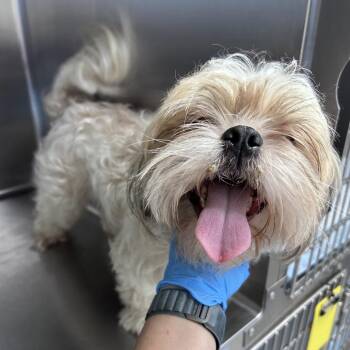 Apple 26-04-024 -  Shih Tzu Dog for Adoption in Bastrop, Texas - Apple 26-04-024 | PetCurious