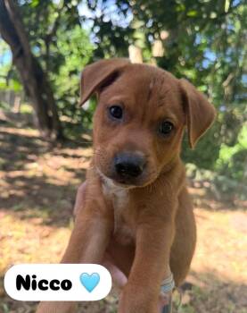 Nico - The Sweeto -  Labrador Retriever and Beagle Dog for Adoption in Carolina, Carolina - Nico - The Sweeto | PetCurious
